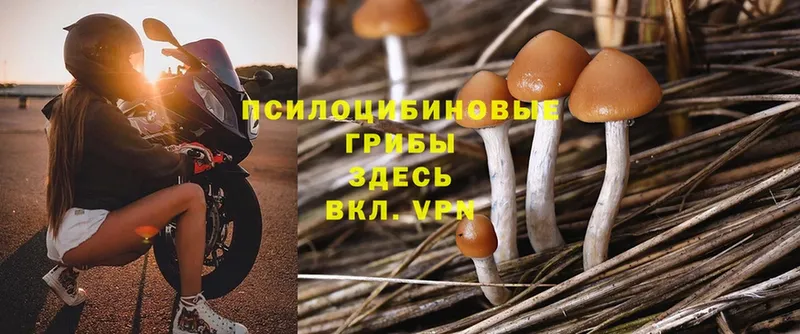 Галлюциногенные грибы Cubensis  Ахтубинск 